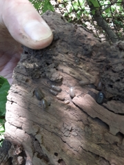 Armadillidium nasatum