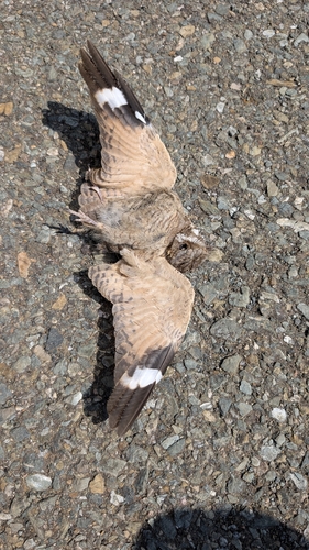 Nubian Nightjar