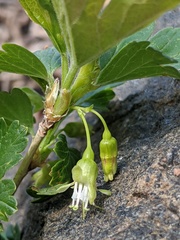 Ribes hirtellum