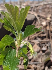 Ribes hirtellum
