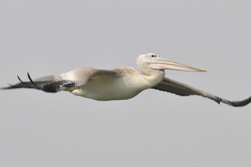 iNaturalist: (c) augustofaustino, some rights reserved (CC BY-NC) iNaturalist image