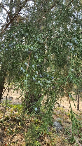 Rocky Mountain Juniper
