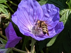 Apis mellifera
