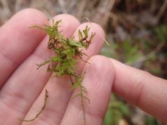 Plagiothecium laetum