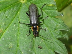 Cantharis obscura