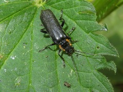 Cantharis obscura