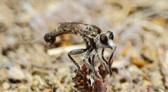 Alyssomyia