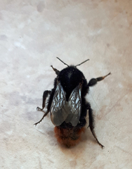 Bombus lapidarius