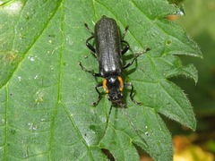 Cantharis obscura