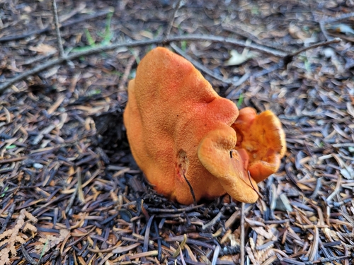 lobster mushroom