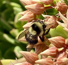 Bombus melanopygus