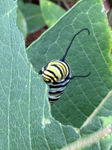 Monarch