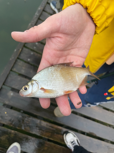 Silver Bream