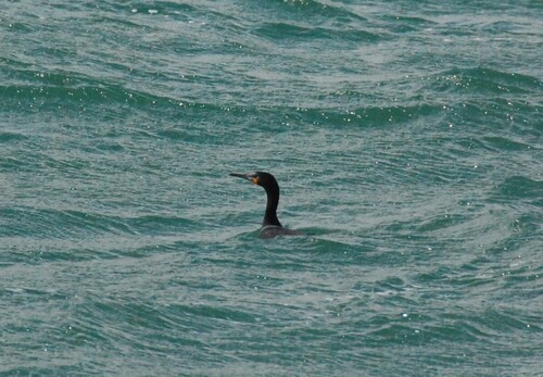 iNaturalist image