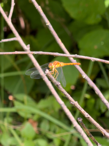 Autumn Meadowhawk