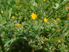 Anthyllis circinnata