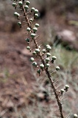 Eremurus tianschanicus