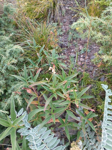 Koenigia alpina, 2026-08-15
