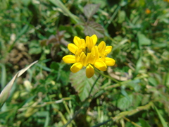 Securigera securidaca