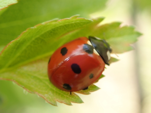 Septyntaškė boružė