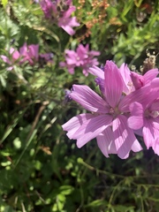 Sidalcea diploscypha