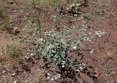 Heliotropium ellipticum