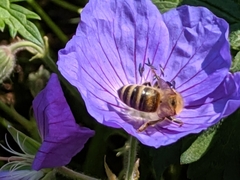 Apis mellifera