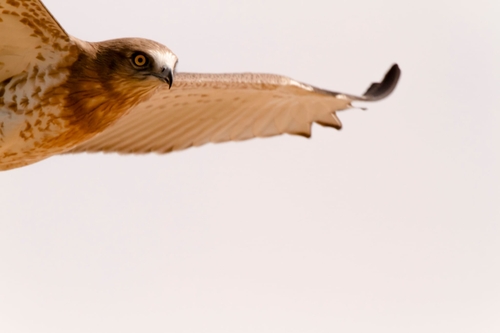 Short-toed Snake-Eagle