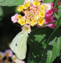 Pieris rapae