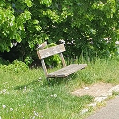 Turdus pilaris