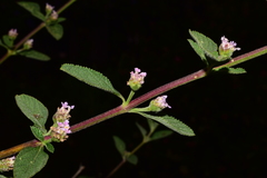 Lantana fucata
