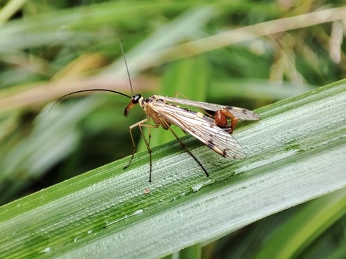 European Alpine Scorpionfly