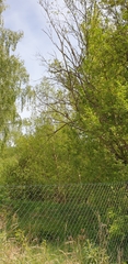 Turdus pilaris