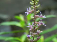 Cuphea epilobiifolia
