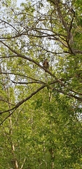 Turdus pilaris