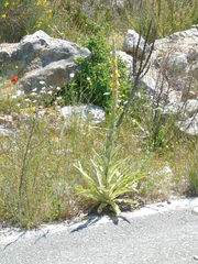 Verbascum macrurum