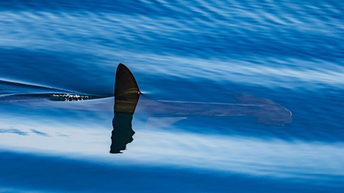 Smooth hammerhead shark photographed at Newport Beach, CA, US