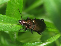 Poecilus cupreus