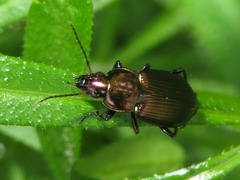 Poecilus cupreus