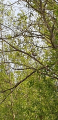 Turdus pilaris