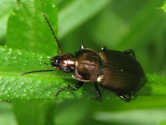 Poecilus cupreus