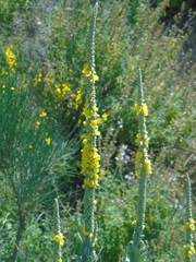 Verbascum macrurum