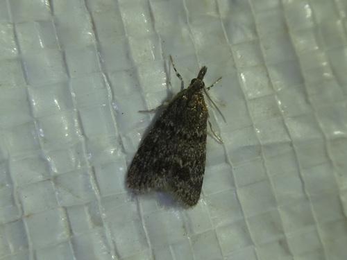 Dark Brown Scoparia Moth photo 4