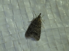 Scoparia penumbralis