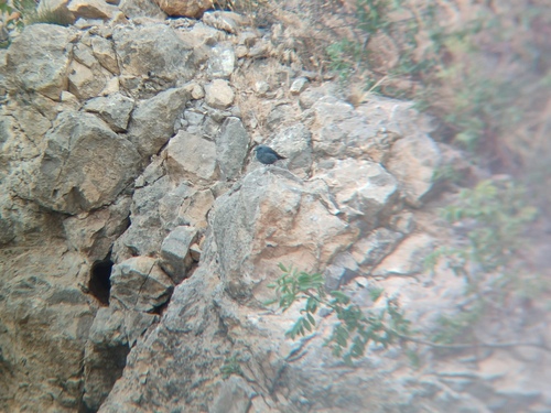 Blue Rock-Thrush