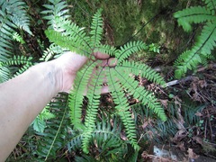 Adiantum aleuticum aleuticum