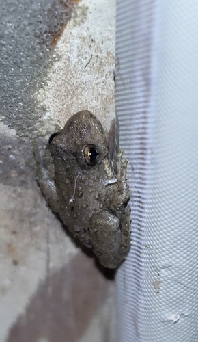 Blanchard's Cricket Frog