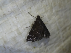 Nymphuliella daeckealis