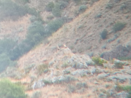 Western Egyptian Vulture