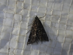 Nymphuliella daeckealis